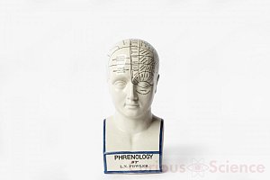 Phrenology Head